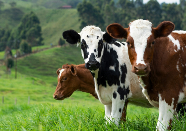  5 Tips Memilih Hewan Qurban Sesuai Syariat, Kamu Wajib Tahu! 